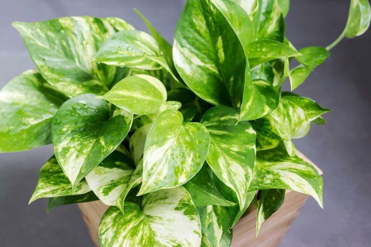 Image of Good Luck Money Plant Real Live Money Plant Golden Pothos Plant Air Purifying Plant Indoor Plant for Home and Garden (Pack of 1) A178