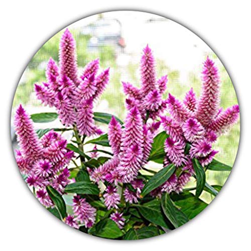 Flamingo Peigne de coq argenté/violoncelle argenté/Celosia argentea/100 graines de couleur hermétique Cover