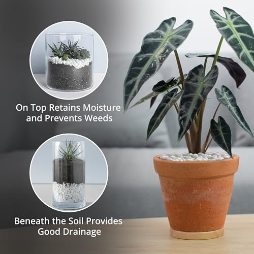 Winter Shore 1,35 kg Weiße Steine Deko - Natürliche Dekosteine für Vasen, Fischgläser, Aquarien, Terrarien, Blumentöpfe, Landschaftsbau - Aquarium Kies Weiß für Innen- & Außenbereich - Gartenarbeit