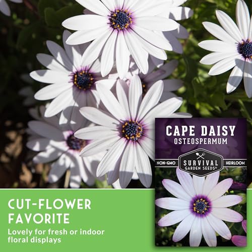 Cape Daisy Seeds for Planting - Grow White & Purple Osteospermum Daisy Plants in Your Home Flower Garden - Non-GMO Heirloom Variety - Survival Garden Seeds (2 Packs)