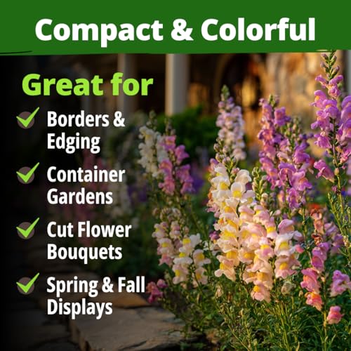 Image of HOME GROWN Snapdragon Fairy Seeds - 10000 Snapdragon Seeds for Spring Planting 2026, Dwarf Plants, Long Blooming Flower Seed for Garden Beds, Pollinator Friendly (Antirrhinum Majus)