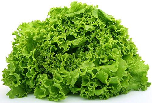 "Green Ice" Lettuce Seeds, 1000+ Premium Heirloom Seeds, On Sale, (Isla's Garden Seeds)