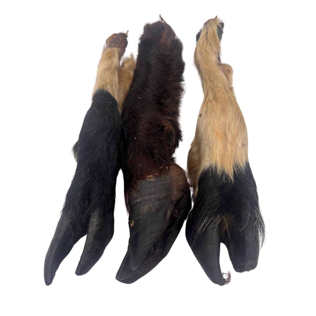 Express Pet Supplies Lamb Feet with Hair Dog Treat 100% Natural Dog Treat Chew (10 count)