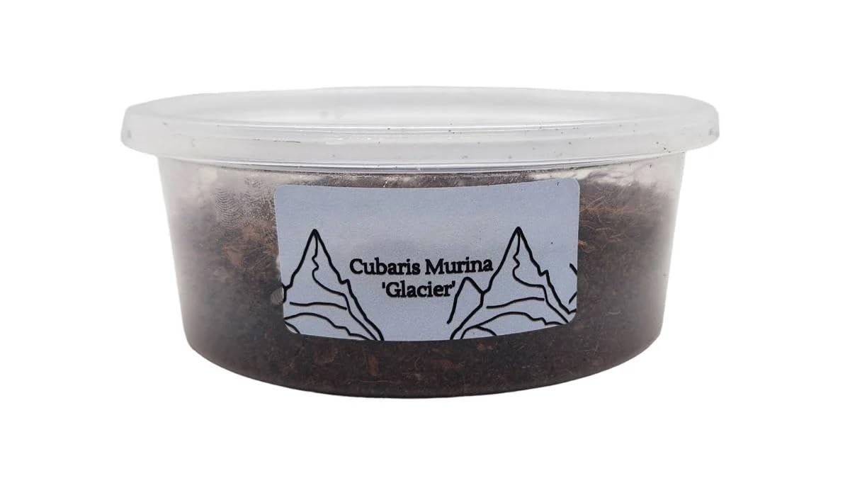 Josh's Frogs Cubaris murina ‘Glacier’ Isopods (10 Count)