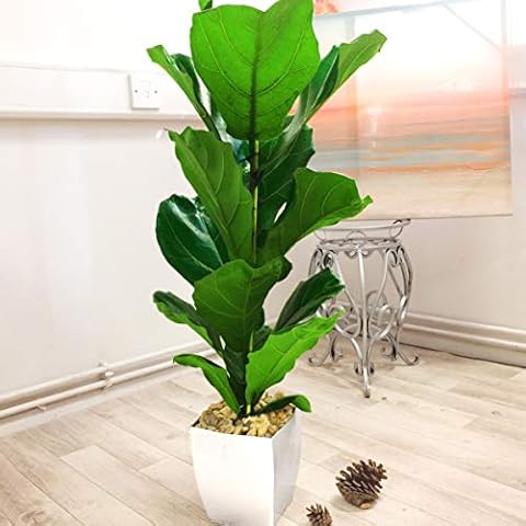 Easy Plants® Large Fiddle Leaf Fig Tree in Gloss White Milano Pot Indoor Outdoor Tree Cover