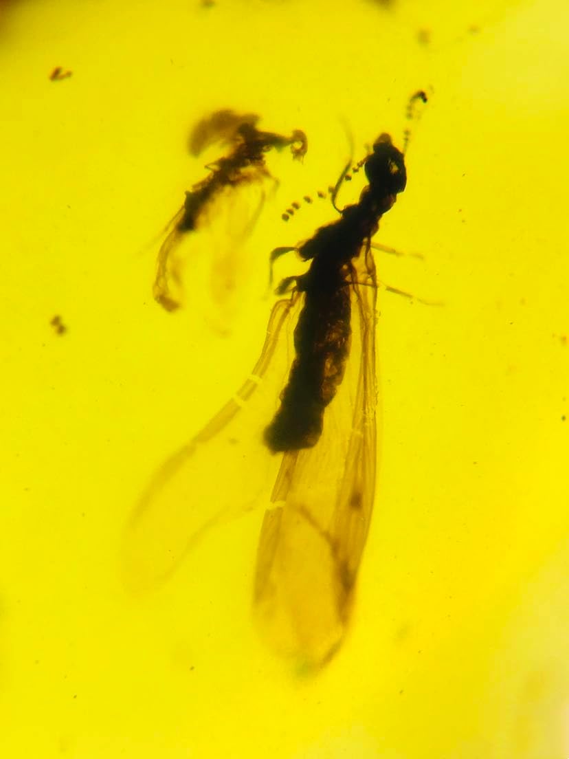 Burmese burmite Cretaceous Termite Insect Fossil Amber Myanmar