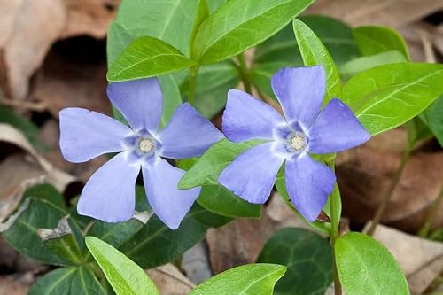 yunakesa 200 Vinca image