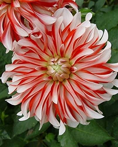 Radha Krishna Agriculture® Dahlia Flower Bulbs (Dahlia pinnate) Little Flower Fresh Premium Flower Plants Bulbs for Planting Garden Yard Outdoor Decor (Pack of 2, Pink) (B09DPLSJTT) Amazon Price History, Amazon Price Tracker