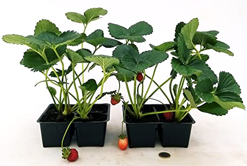 POWERS TO FLOWERS - FRAGOLA QUATTRO STAGIONI, 8 PIANTE BIO, Piante vere