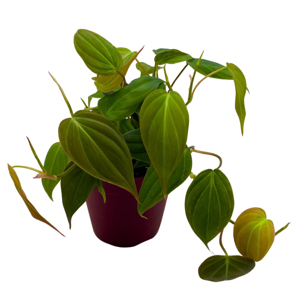 BubbleBlooms Philodendron Micans Hederaceum in a 4 inch Pot Heart-Leaf Philo, Sweetheart Plant