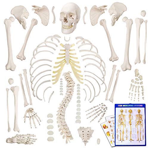 Human Skeleton Model,Scientific Anatomy Human Body model,67“ High with 200+ Bones and Structures,Disarticulated Scientific Human Skeleton Model Anatomy Bundle for Anatomy, Full Size Male Skeleton Models with Poster, Skull, Bones, Articulated Hand & Foot
