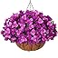 Light Fuchsia + Fuchsia