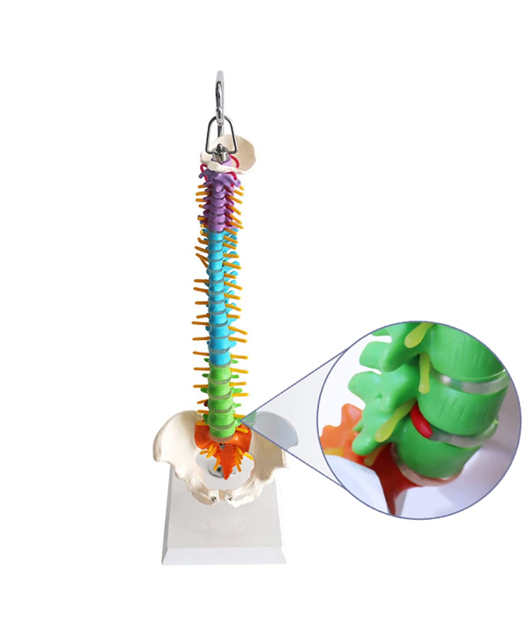 可動式人体模型 約90センチ教育用 51r8eZK2BbL.jpg_BO30,255,255,