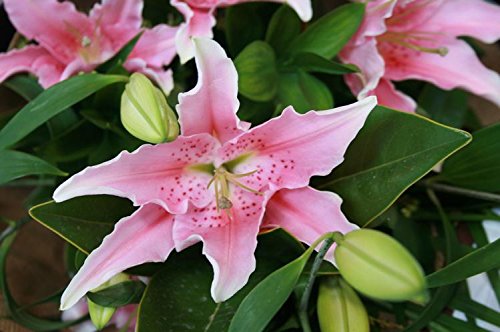 5 Light Pink Oriental Lily Bulbs Spring Bulbs-Highly Fragrant-Hardy Perennial