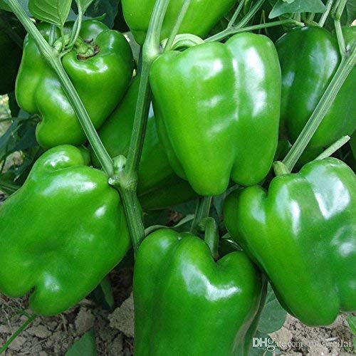 Golden Hills Farm 100 seeds Capsicum Green California Wonder Seeds (B07RNF82GJ) Amazon Price History, Amazon Price Tracker