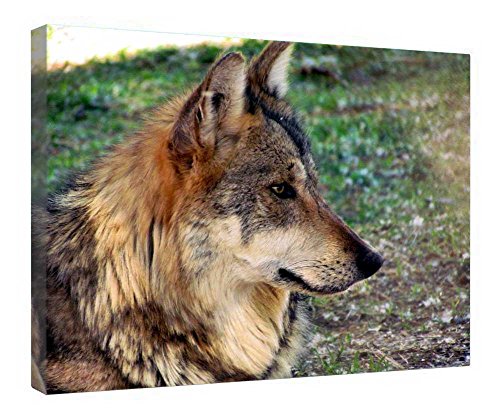 Impression sur toile loup tableau déco murale cadre bois 40x50