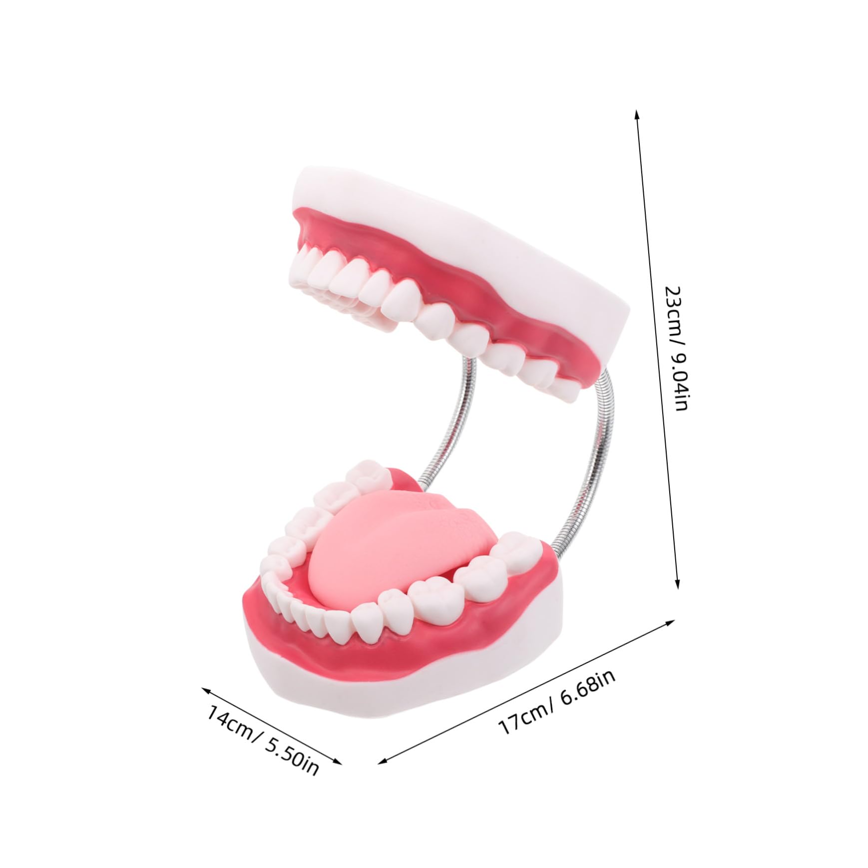 Modello Di Protesi Dentaria Ortodontica Modelli Di Denti Per Istruzione Denti e Bocca Finti Realistici Per Pratica Odontoiatrica e Preparazione All Esame Dentistico