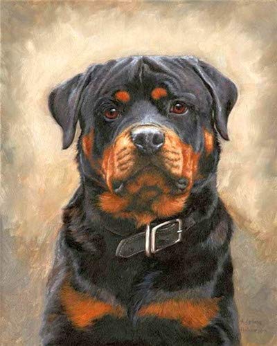 DIY Digital Painting Paint by Number Kit for Adults Animal Rottweiler Painted Wall Painting Cloth Living Room Home Decoration Painting 16 * 20inch(Frameless)