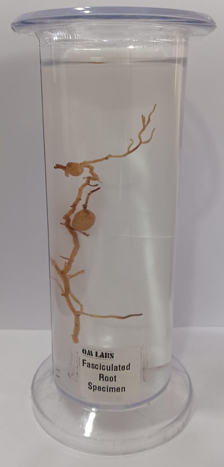 Fasciculata Root Botany Specimen Brand OM Labs-image-12