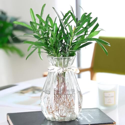 TSKDKIT Clear Glass Vase Decoration Flowers Glass Bottle Thicken Vase with Ribbon Glass Vase for Gift Wedding Living Room Modern Decor(18 x 8cm) - Cosy Home Interiors TSKDKIT Clear Glass Vase Decoration Flowers Glass Bottle Thicken Vase with Ribbon Glass Vase for Gift Wedding Living Room Modern Decor(18 x 8cm)