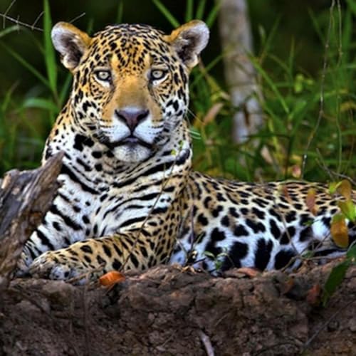 EP.8. ANIMALES END&Eacute;MICOS DE CHIAPAS.