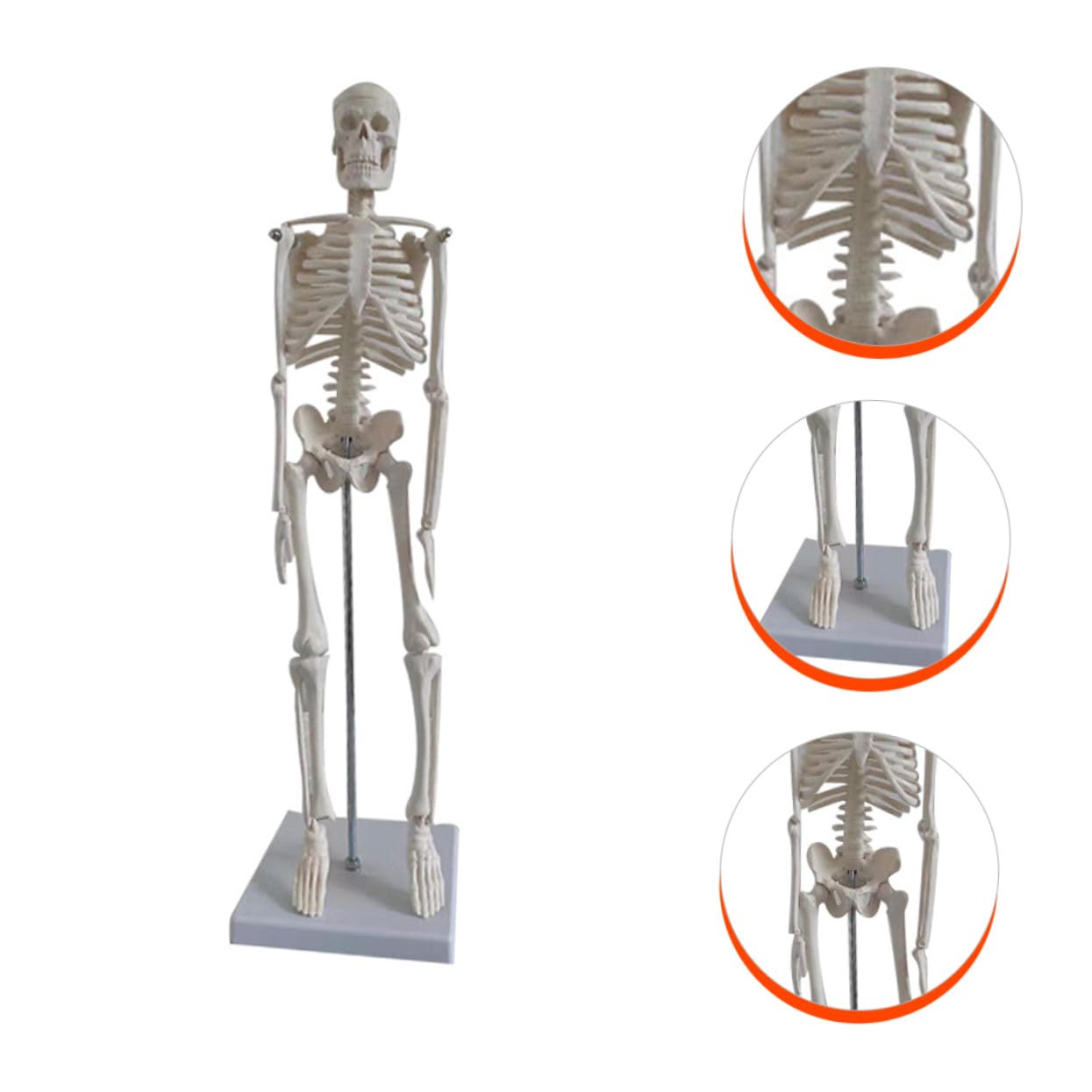 Human Skeleton Modell aus PVC Bewegliche Arme Anatomisches Skelett für Medizinische Lehre Wissenschaftliche Studien und Unterricht Stabiler Stand für Klassenzimmer und Studium