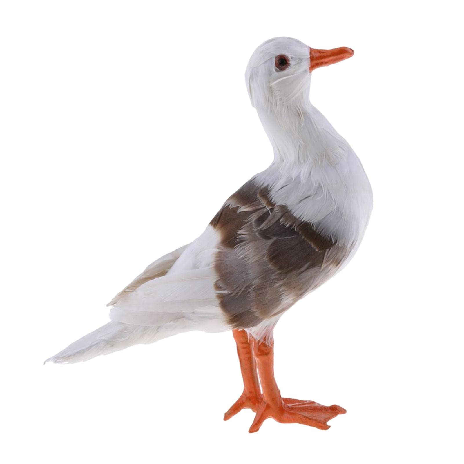 剥製　カモ(コオリガモ　雄)　カモ目カモ科　置物　インテリア 2025年最新】鴨 剥製の人気アイテム - メルカリ