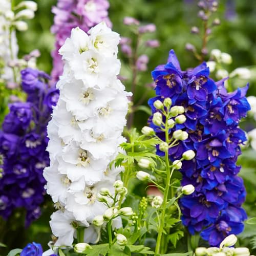 Delphinium Seeds 200+ Pacific Giants Mixed Colors Seeds - Delphinium elatum Delphinium Seeds 200+ Pacific Giants Mixed Colors Seeds - Delphinium elatum