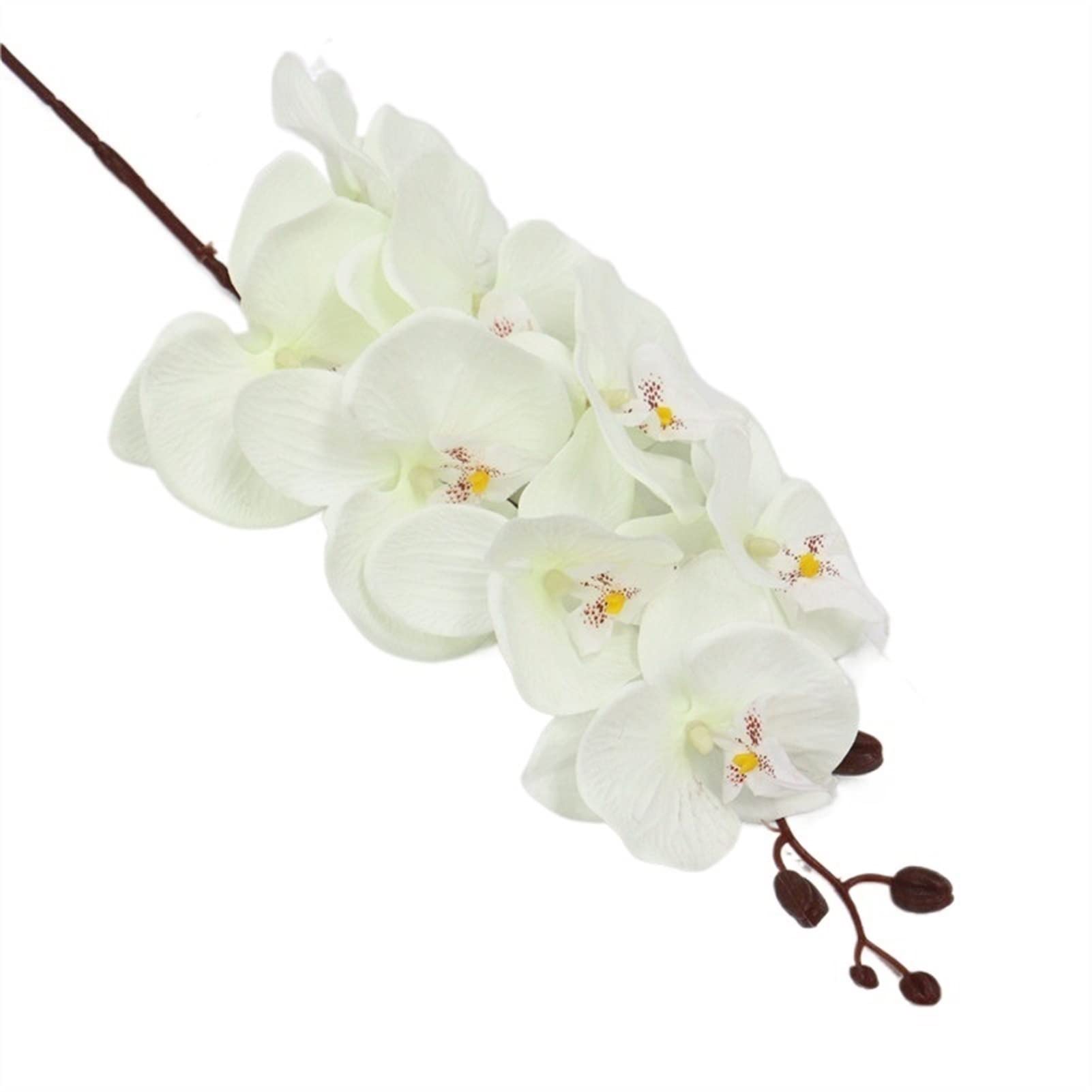 Phalaenopsis Orchid on a geen background. Close up Stock Photo