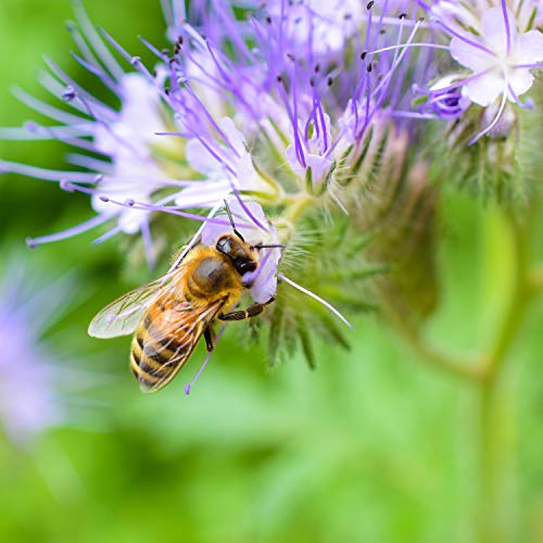 Outsidepride Lacy Phacelia Wild Flowers Attracting Bees & Beneficial Insects - 5000 Seeds #TOP1