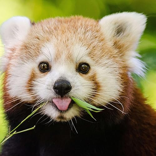 Red Panda