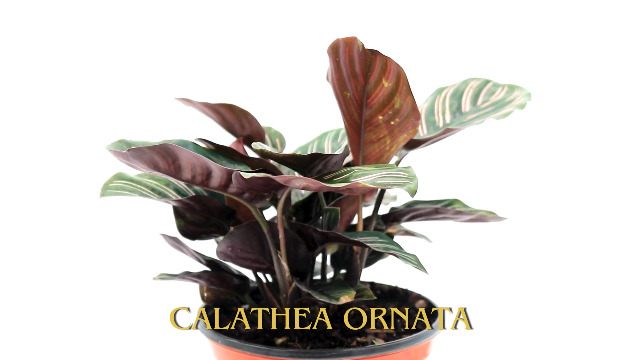 Amazon.com : American Plant Exchange Live Calathea Ornata – 6-Inch