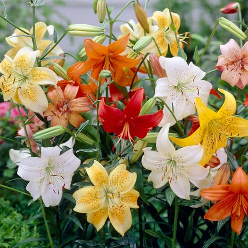 Bulbes de Lis Asiatique Mélangés - Lot de 20 Bulbes de Fleurs de Lis Asiatique pour Jardin