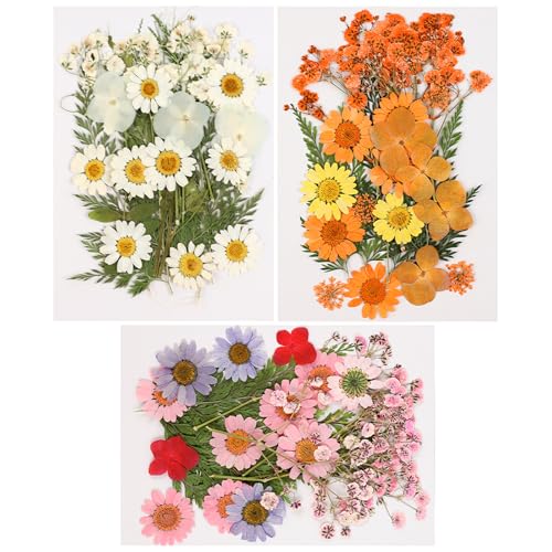SacJkt Dried Pressed Flowers, Natural Dried Flower Set, 75 PCS Decorative Mixed Dried Flowers, for Girls Makeup, Candle Craft, Resin Mold, Scrapbook, Floral Decorations (White+ Pink + Orange)