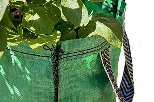 JBA Seed Potatoes 3 x Potato Planter Bags suitable for growing all Vegetables all year round 18"x12"x12" Has Drainage Holes and Carry Handles- By Jamieson Brothers