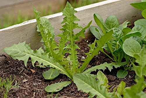 ALYKE ITALIAN DANDELION * BULK 500 SEEDS * SALADS * GARNISH * STEAMED * Cover
