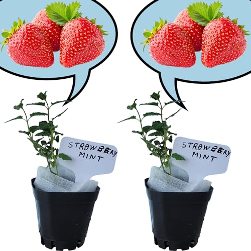 Strawberry Mint Plants. Live, Fragrant, Fresh, Edible. Easy Grow. Indoor/Outdoor. (2 Mint Cups)