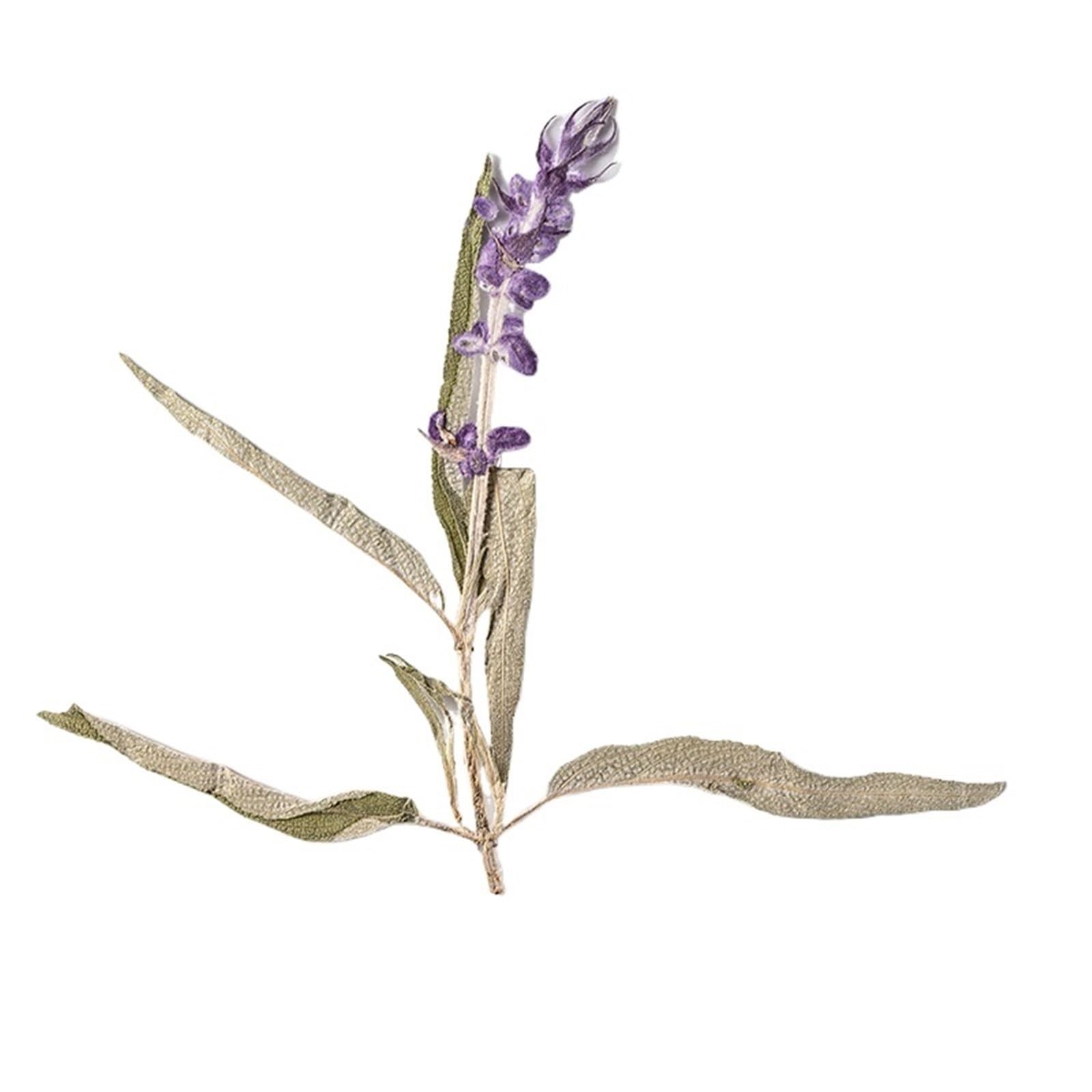 Fiori Secchi Pressati 60 Pezzi di Fiori secchi pressati, Lavanda Viola, erbario for segnalibro, Gioielli, Cartoline, inviti, custodie for Telefono Fai da Te