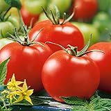 Stupice Tomato Seeds - 300 Mg Packet ~65 Seeds - Non-GMO, Heirloom - Vegetable Garden - Solanum lycopersicum
