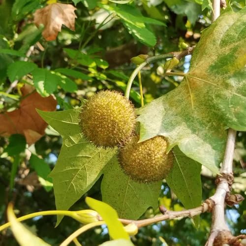 semillas de plátano, en resistentes al aire libre Platanus acerifolia, semillas exóticas verdes de jardín resistentes al aire libre 15pcs