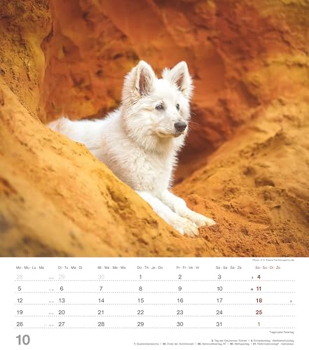 Alpha Edition - Niedliche Hundekinder Kalender 2026 – Wandkalender 30×34 cm mit 12 Welpenmotiven & 4-sprachigem Kalendarium, Tierkalender mit ... Geschenk für Hundefreunde: Dinky Dogs
