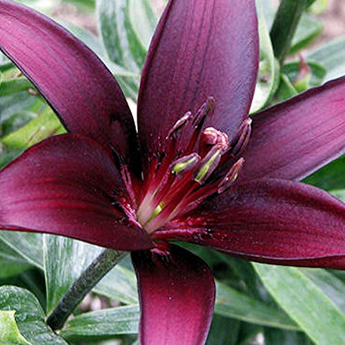 Is Asiatic Lily Poisonous to Dogs? What You Need to Know Gardening Flow