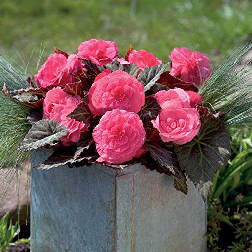 ベゴニア：ノンストップモカ ピンクシェード3-3.5号ポット 2株セット[銅葉に色鮮やかな大輪八重花の球根ベゴニア][カラーリーフ]のサムネイル