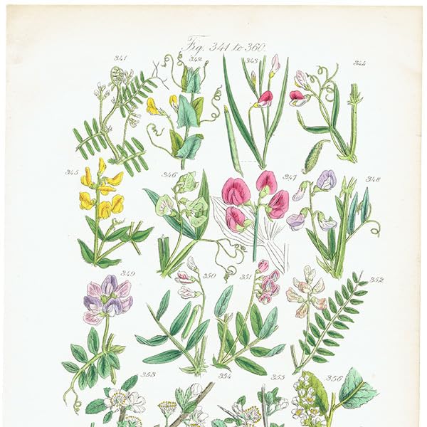 Amazon.co.jp: イギリス アンティーク ボタニカルアート植物画