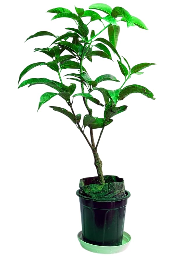 Image of Mallika Mango Grafted Hybrid Live Plant - 1.5 Ft. Mangoes Tree Ideal for Home Gardening Growing Small Spaces