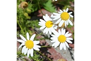 Enhance Your Garden with Our Premium Live Chamomile Plants