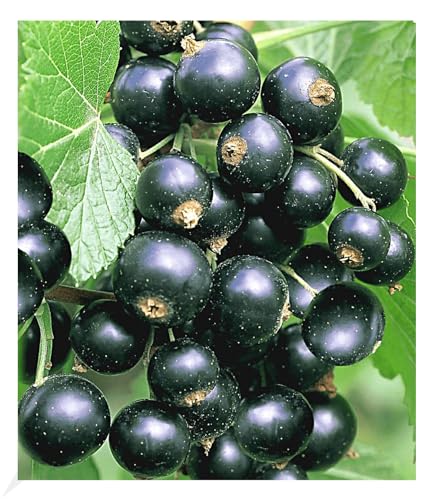 BALDUR Garten Johannisbeeren 'Schwarze Titania', 1 Strauch, Ribes nigrum Johannisbeerstrauch Beerenobst winterhart, pflegeleicht, selbstfruchtend, reiche Ernte an essbaren Früchten