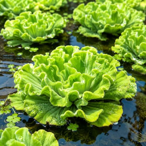 Curly Water Lettuce Live Plant, Aquatic Plants, Indoor Outdoor Houseplant