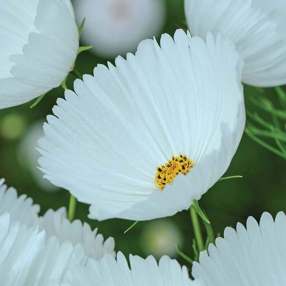 Cosmos Seeds - Cupcake Blush | Flower Seeds in Packets & Bulk | Eden