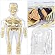 KQDRAVINE 3d Human Body Torso Model for Kid, Anatomie Modell Menschlichen Körper, Anatomy Model Skeleton, Teaching Model Human Body,Menschliche Skelton Modell,Vorschule Ausbildung für Kinder
